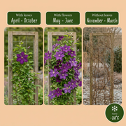 Clematis &