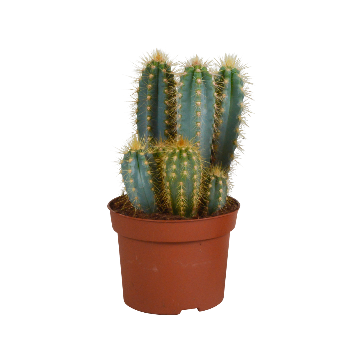 Productafbeelding van Pureplant