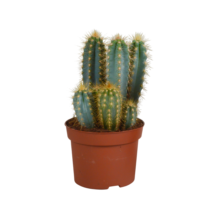 Pilosocereus azureus, blauwe zuilcactus, 12 cm