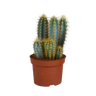 Pilosocereus azureus, blauwe zuilcactus, 12 cm