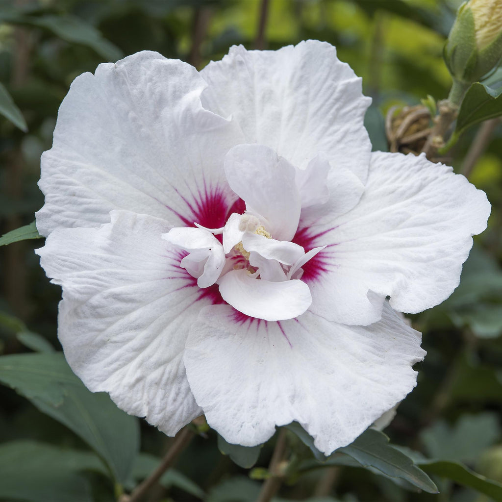 Hibiscus syriacus 'Starburst Chiffon' op stam, wit-roze, kenmerkend blad
