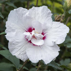 Hibiscus syriacus 'Starburst Chiffon' op stam, wit-roze, kenmerkend blad