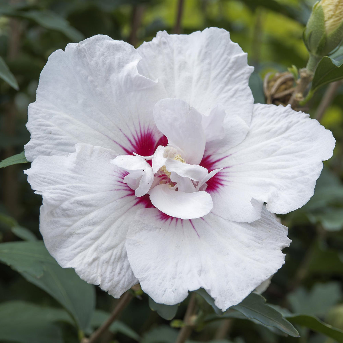 Hibiscus syriacus 'Starburst Chiffon' op stam, wit-roze, kenmerkend blad