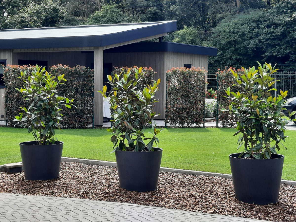 Photinia fraseri 'Carré Rouge' - Kant-en-Klaar Haag - 120 x, groeiwijze van de plant
