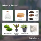 DIY terrarium Sammie Calathea
