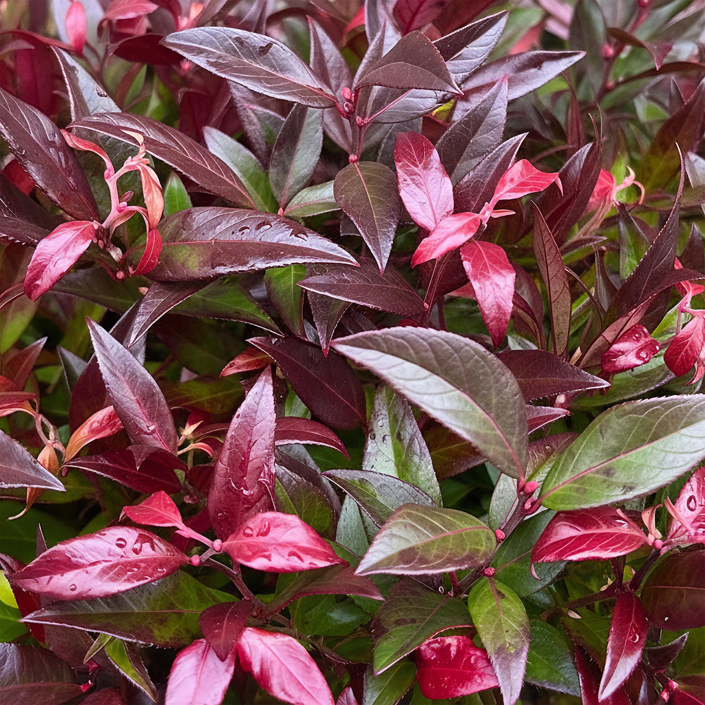 Leucothoe Zeblid, kenmerkend blad