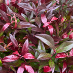 Leucothoe Zeblid, kenmerkend blad