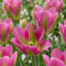 Tulp 'Strawberry Lemonade' bloembollen