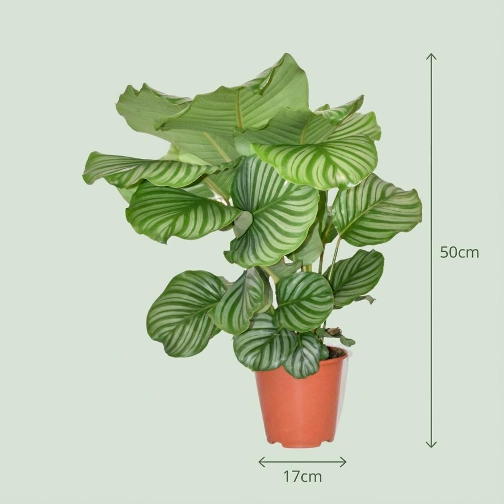 Calathea Orbifolia, kenmerkend blad