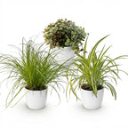 Cyperus, groene bladeren