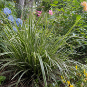 Carex morrowii Ice Dance, 50 cm hoog