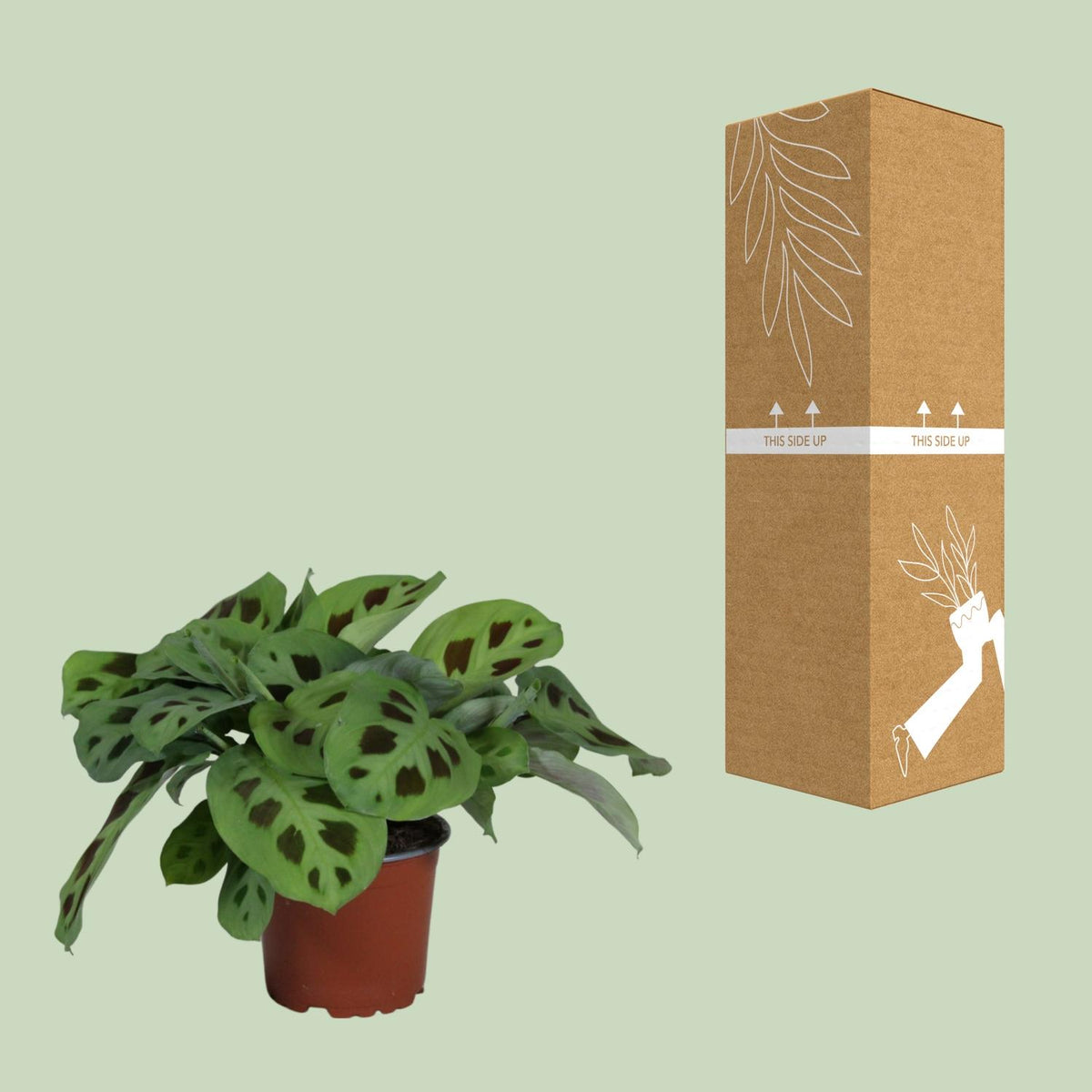 Productafbeelding van Pureplant