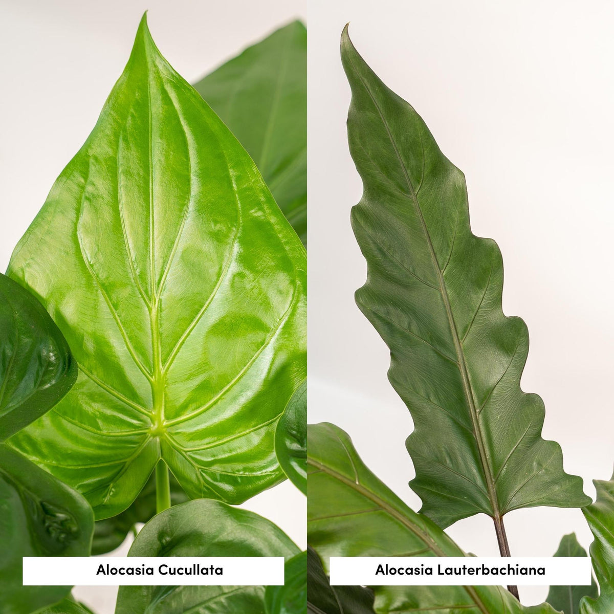 Detailfoto van Alocasia Cucullata + Alocasia Lauterbachiana
