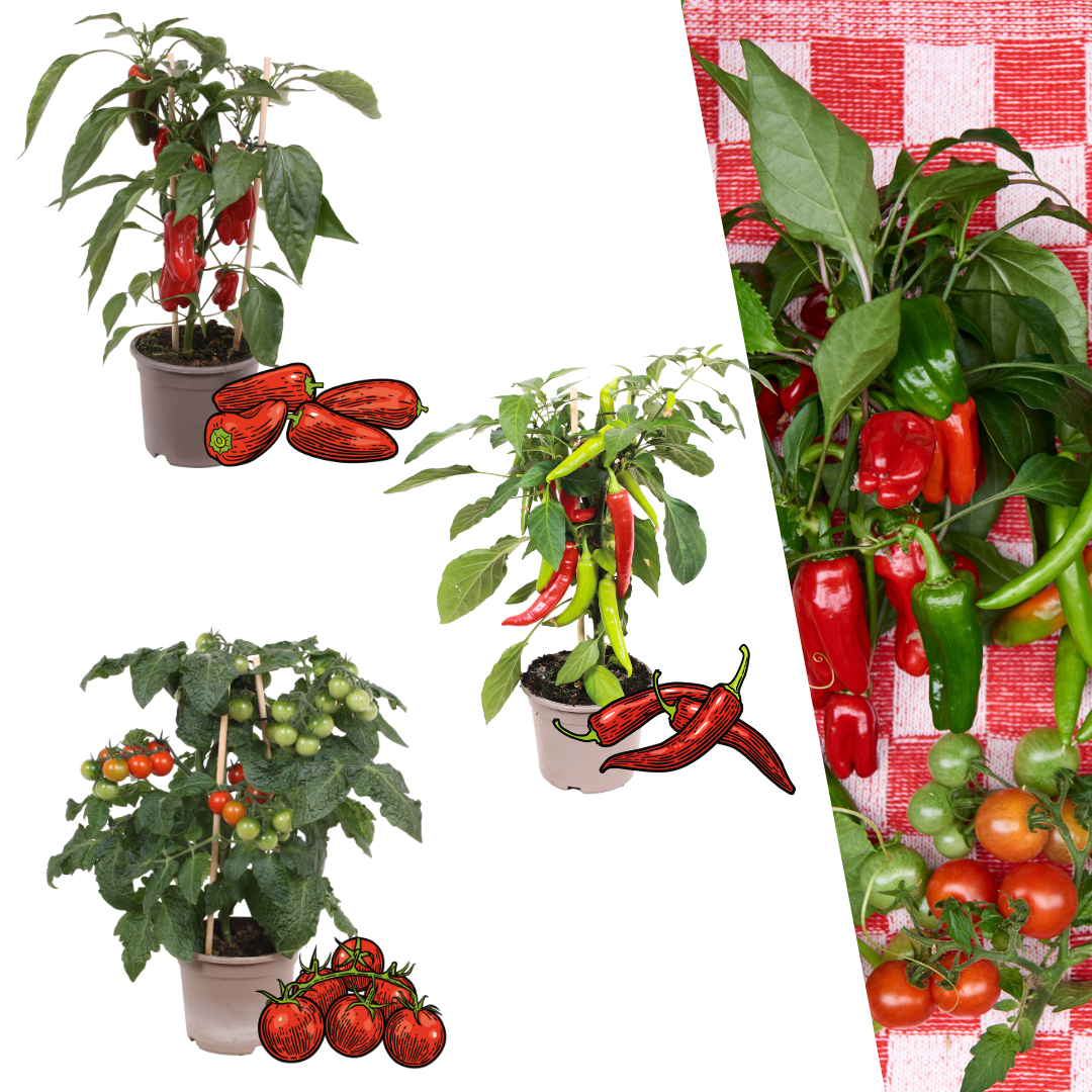 Rode plukgroente mix, tomaat, paprika, hete peper, 3 planten, plant in pot