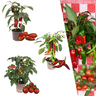 Rode plukgroente mix, tomaat, paprika, hete peper, 3 planten