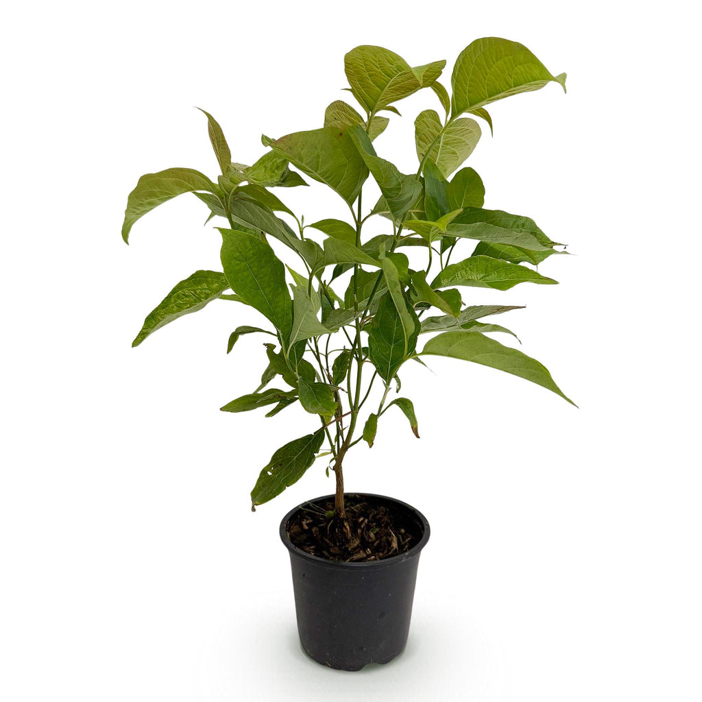 Cornus mas, plant in pot