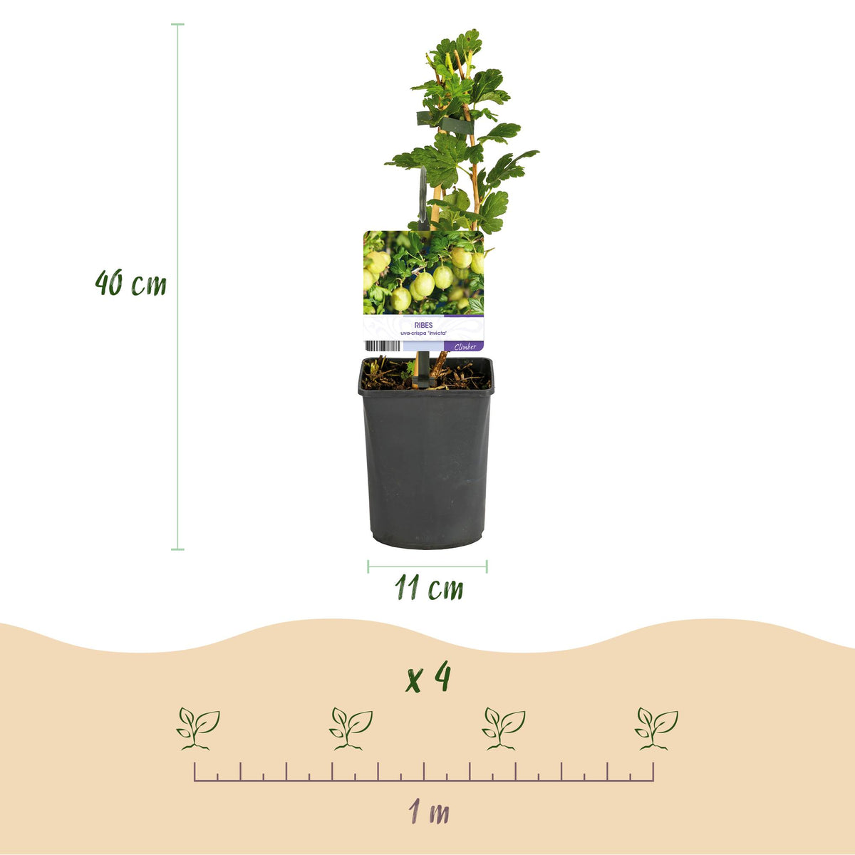 Kruisbes, groene bladeren