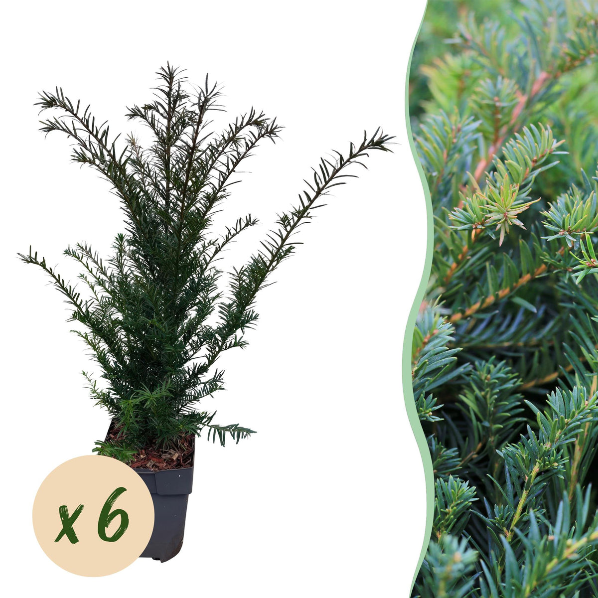 Taxus baccata, plant in pot