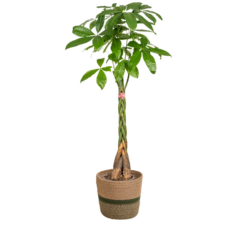 Pachira Aquatica met mand, plant in pot