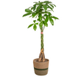 Pachira Aquatica met mand, plant in pot