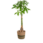 Pachira Aquatica met mand, plant in pot