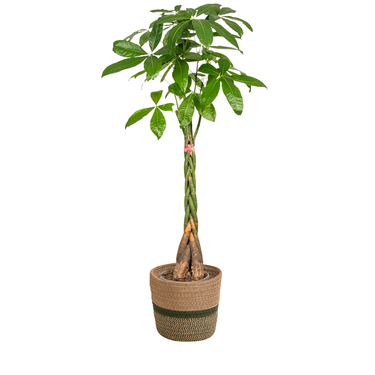 Pachira Aquatica met mand, plant in pot
