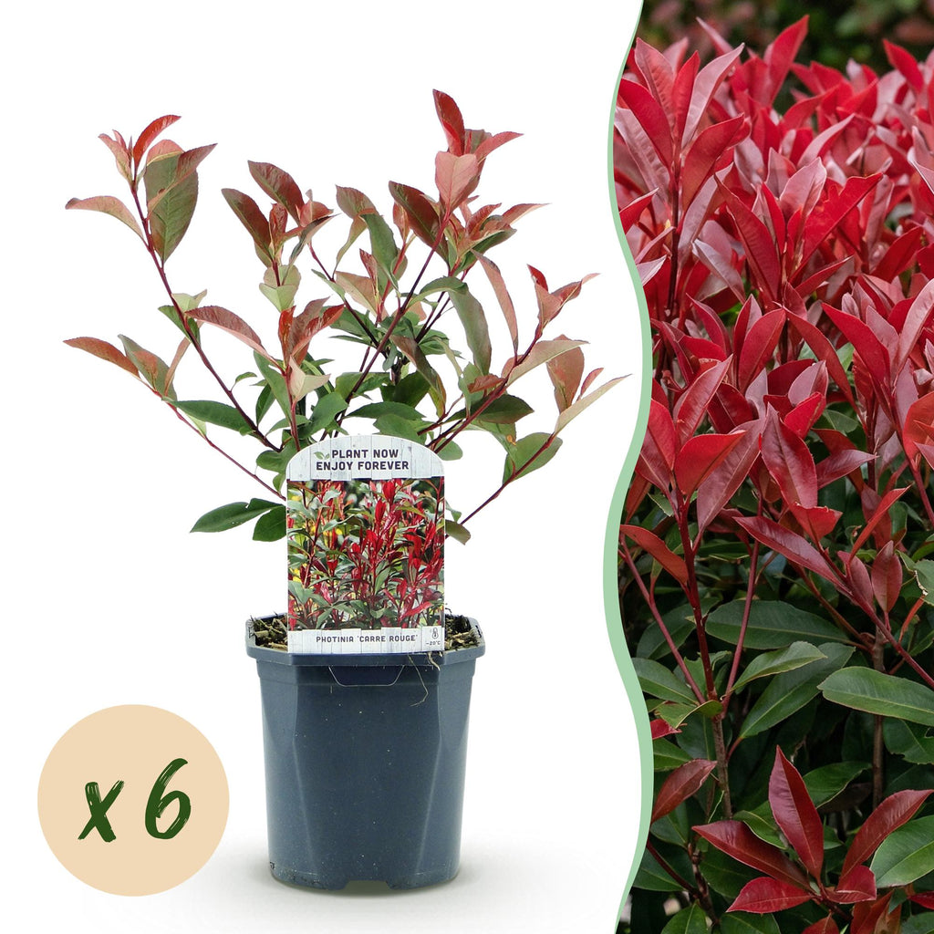 Glansmispel Carré Rouge per strekkende meter, plant in pot