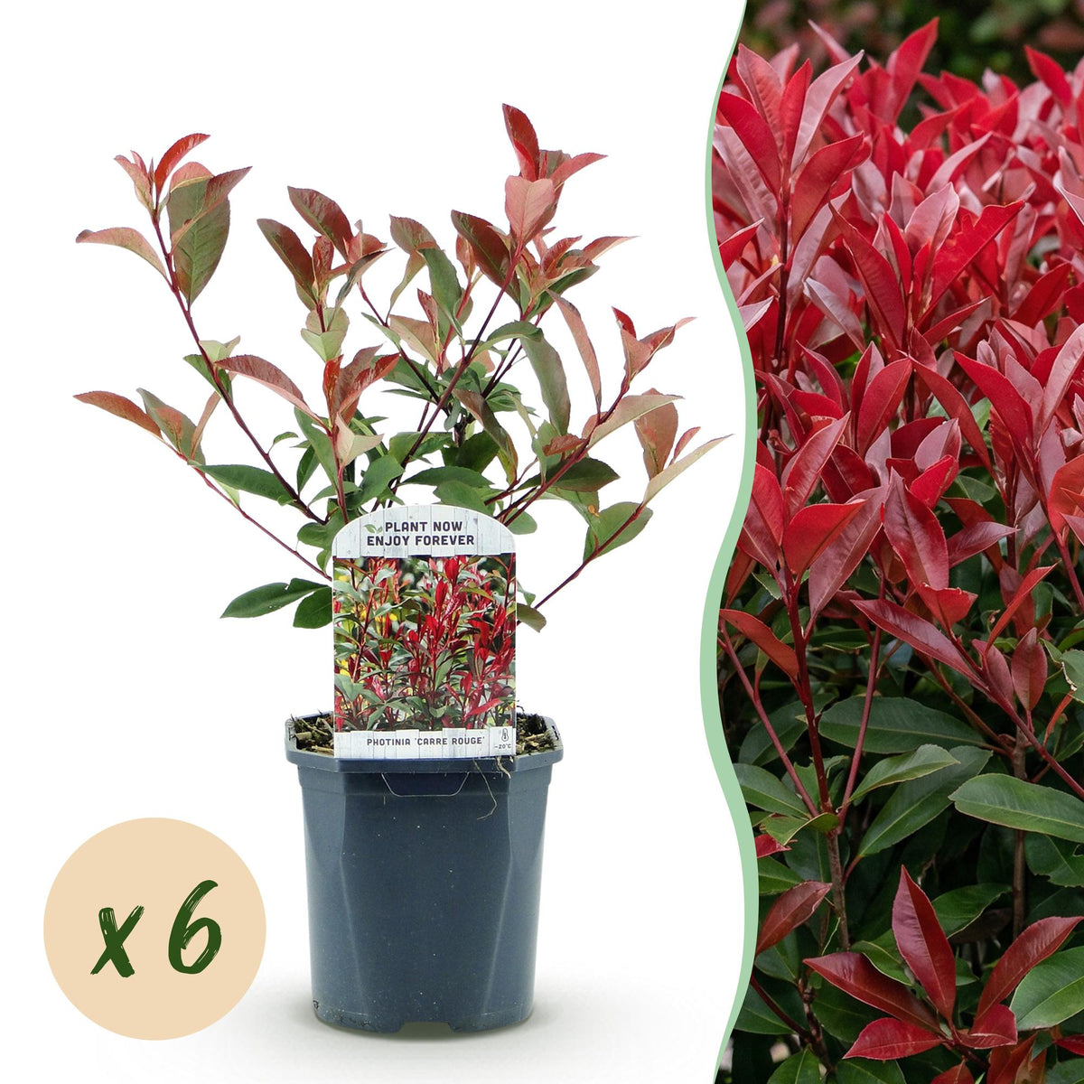 Glansmispel Carré Rouge per strekkende meter, plant in pot