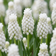 Wit druifje Muscari &