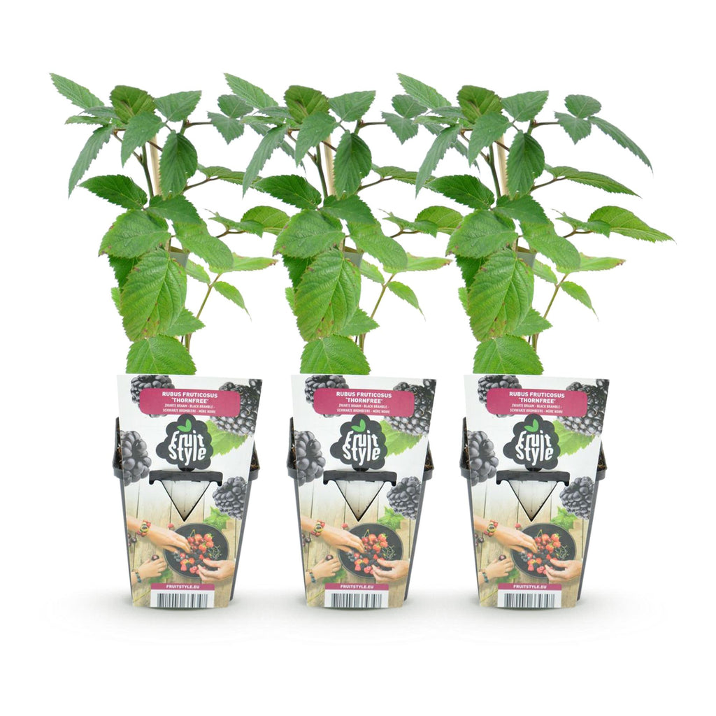 Doornloze braam Rubus Thornfree, decoratieve plant