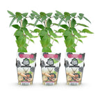 Doornloze braam Rubus Thornfree, decoratieve plant