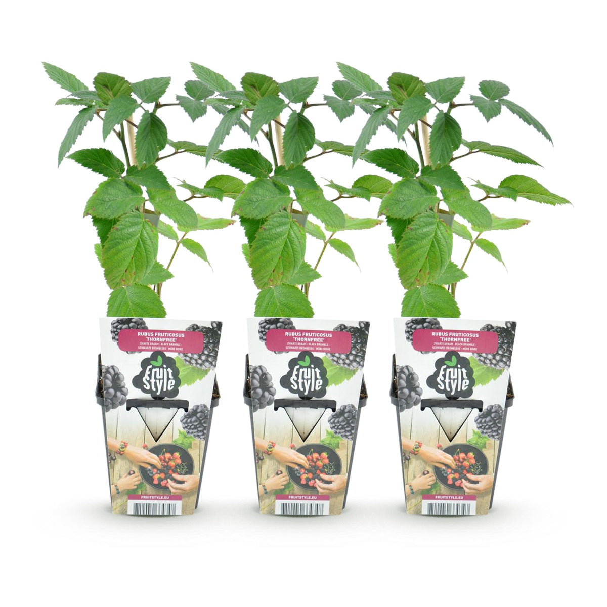 Doornloze braam Rubus Thornfree, decoratieve plant