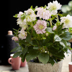 Lenten rose Helleborus orientalis Double Ellen Pink, plant in pot