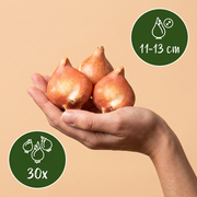 Dubbele tulp &