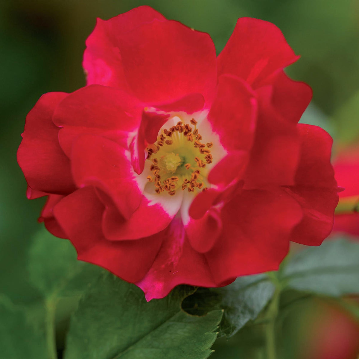Rosa Red Queen, detail van het blad