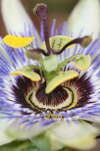 Detailfoto van Passiflora Blauw caerulea