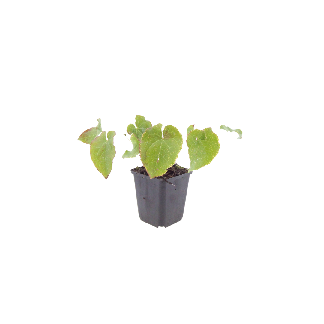 Epimedium perralc. 'Frohnleiten', groene bladeren