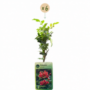 Campsis radicans - trompetklimmer - set van 6