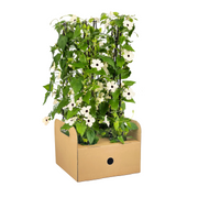 4x Thunbergia Alata Sunny Susy White