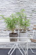 Productfoto van Fargesia rufa, bladhoudende bamboe voor de tuin