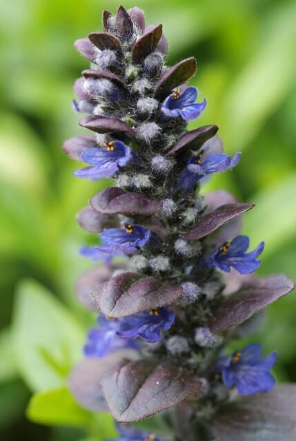 48x Ajuga reptans 'Catlin's Giant', groeiwijze van de plant
