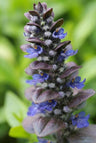 48x Ajuga reptans 'Catlin's Giant'
