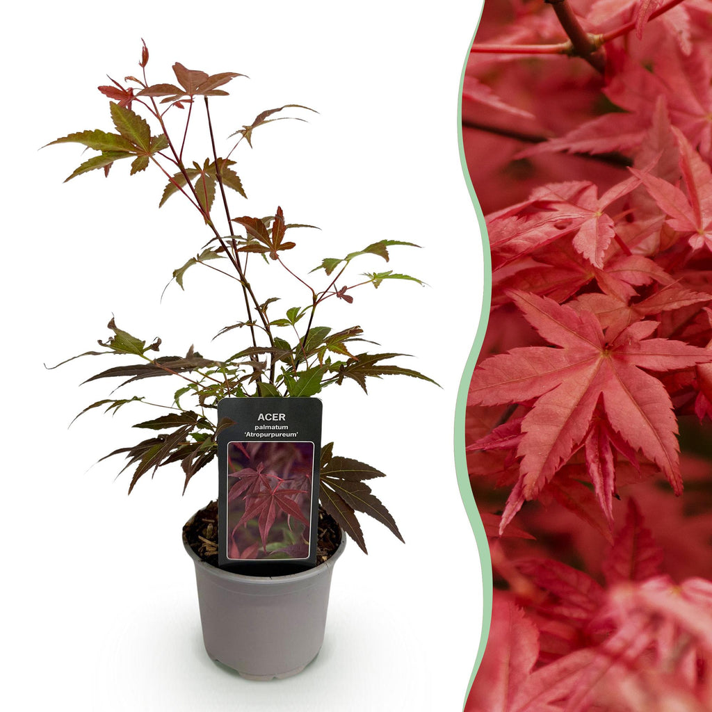 Acer palmatum Atropurpureum, 35 cm hoog, groeiwijze van de plant
