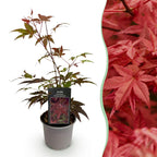 Acer palmatum Atropurpureum, 35 cm hoog, groeiwijze van de plant