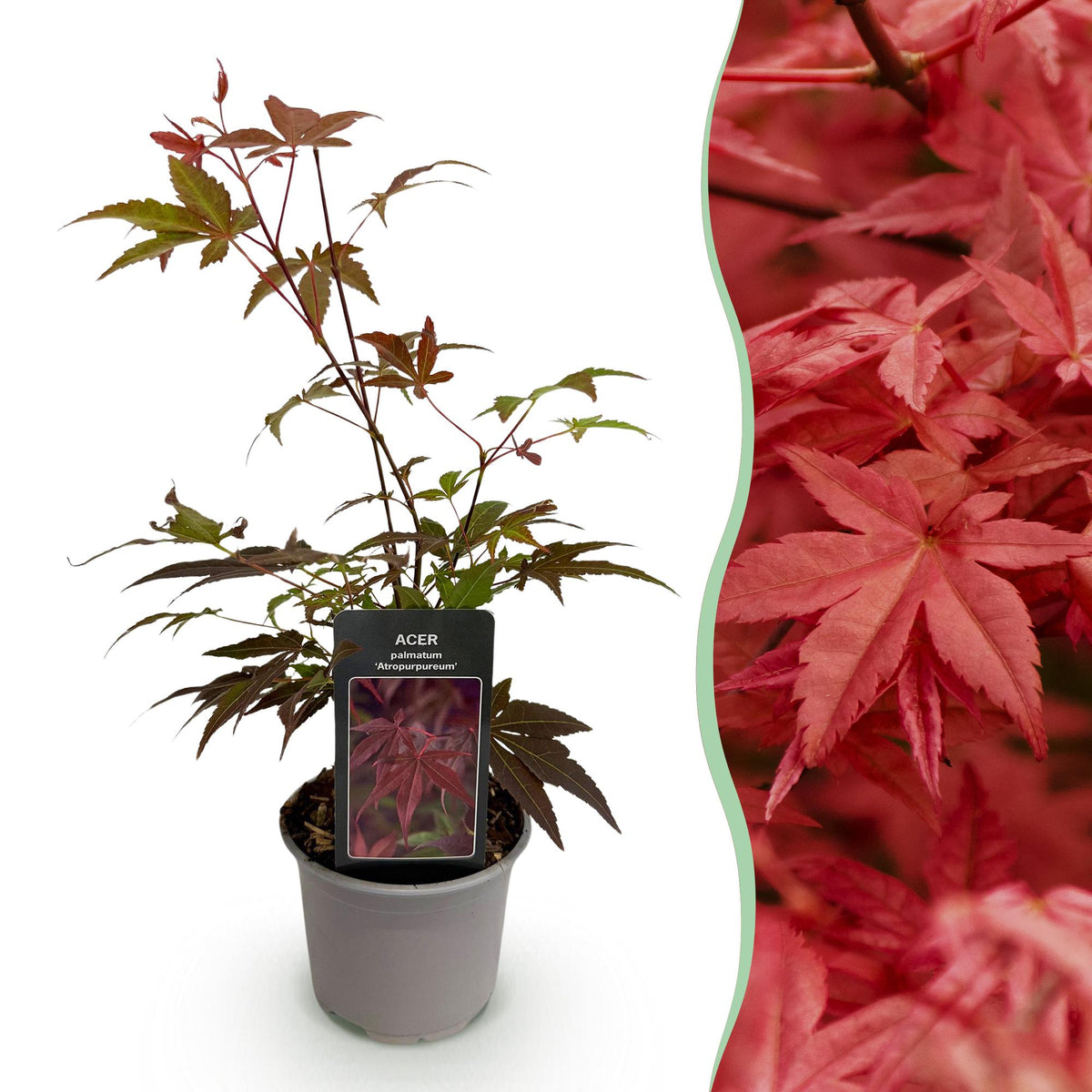 Acer palmatum Atropurpureum, 35 cm hoog, groeiwijze van de plant
