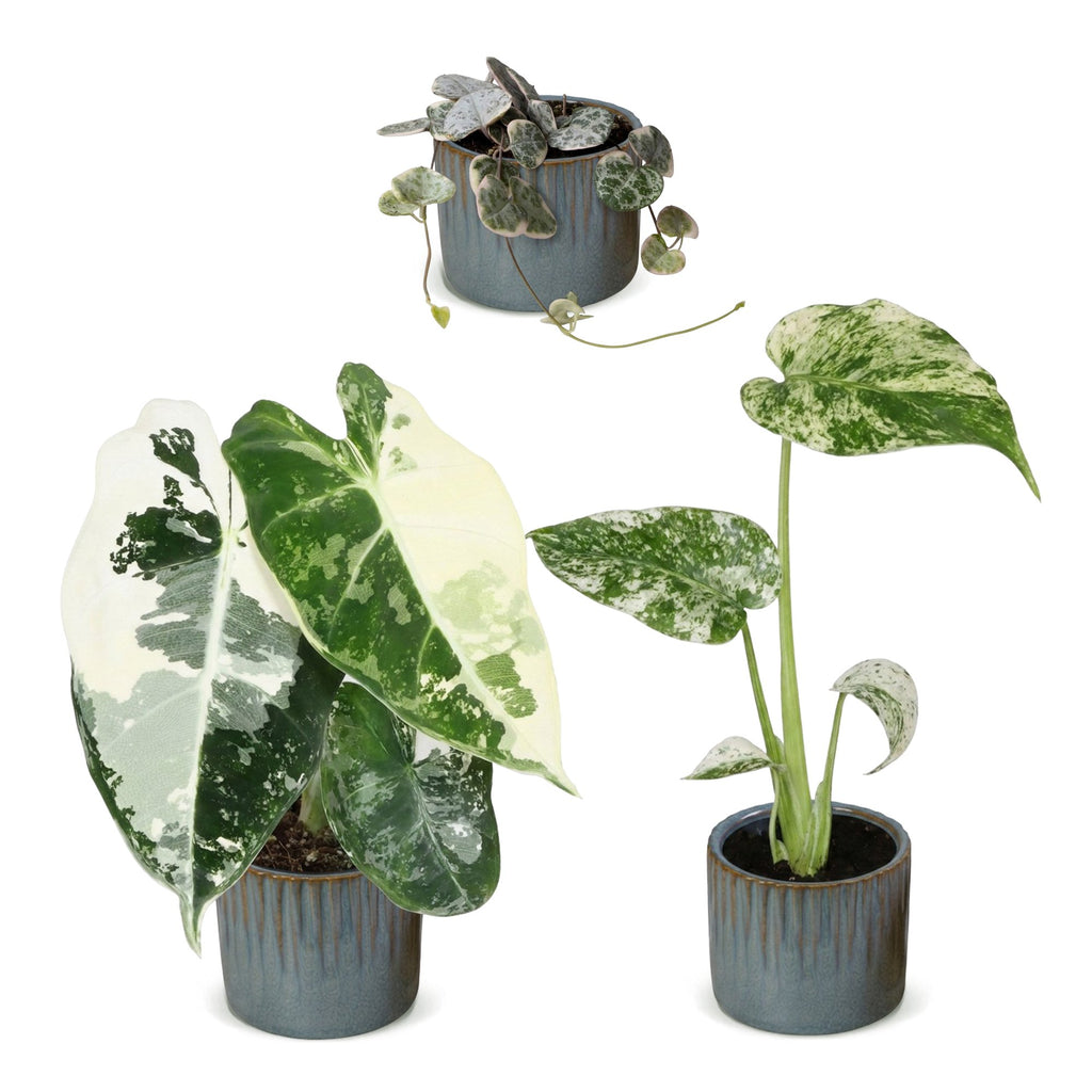 3x Baby Variegata Mix - Diversen - Tropisch - incl. Linnea Misty Blue - Ø6cm - ↕10-15cm, detail van het blad