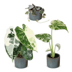 3x Baby Variegata Mix - Diversen - Tropisch - incl. Linnea Misty Blue - Ø6cm - ↕10-15cm, detail van het blad