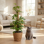 Mini Gatenplant - Monstera Minima Mosstok met Mand, kenmerkend blad