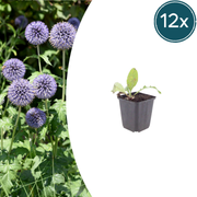 Echinops ritro