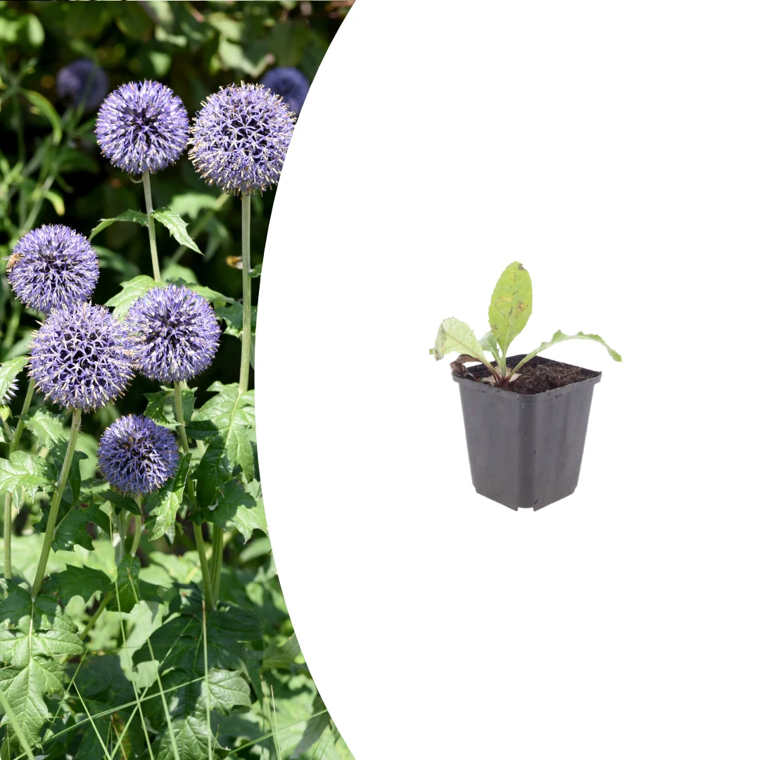 Echinops ritro, groene bladeren